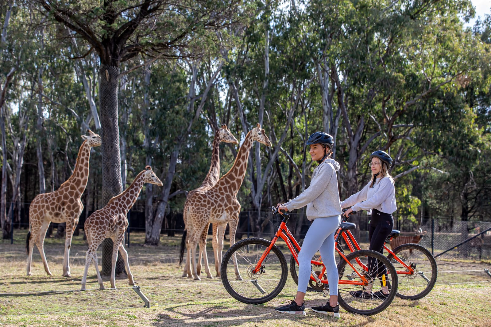 Cycling through Taronga Western Plains Zoo, Dubbo