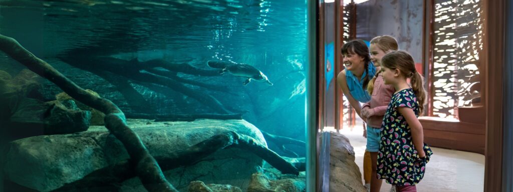 Platypus Rescue at Taronga Western Plains Zoo